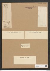 Grammatophora longissima var. italica Castr. (de-Toni-Nr.: Genus 93, Species 3048) Zeichnungen Sammlung Grunow Nr. 6185 (NHMW-BOT-W0374758)